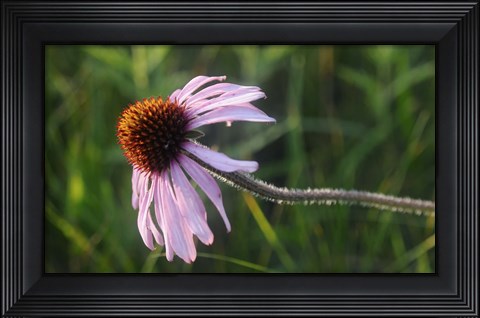 Framed Shades Of Nature Lavender And Red Bloom I Print