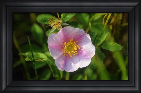 Framed Shades Of Nature White Bloom I Print