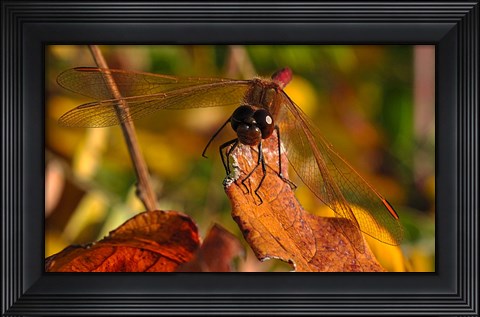 Framed Red Dragonfly On Red Leaves Print