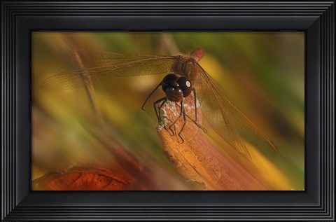 Framed Natural Motif I Print