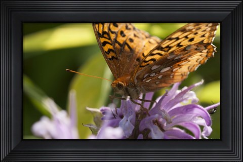 Framed Orang Butterfly On Purple Wildflower Closeup Print