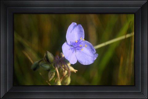 Framed Shades Of Nature Purple Bloom And Buds Print