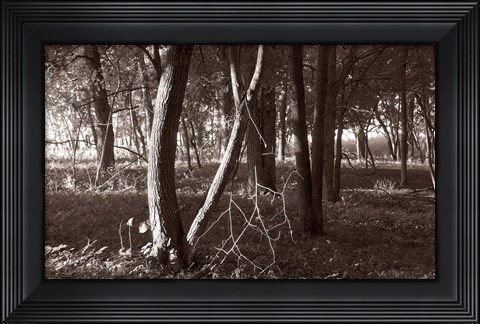 Framed Woods In Sunlight Print