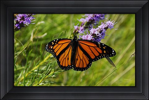 Framed Shades Of Nature Orange Butterfly Print