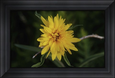 Framed Shades Of Nature Yellow Flower On Branch Print