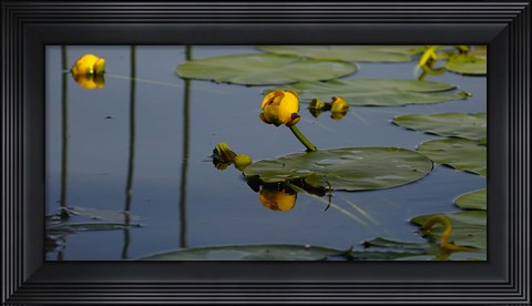 Framed Shades Of Nature Yellow Water Lily II Print