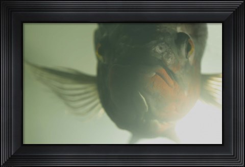 Framed Green Underwater Fish Closeup Print