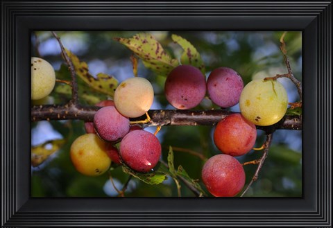 Framed Shades Of Nature Fruits On Tree Print