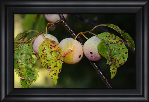 Framed Shades Of Nature Fruits And Critters Print