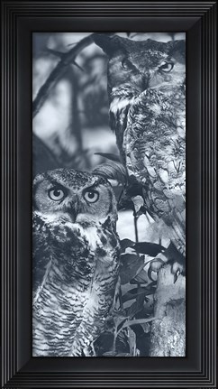 Framed Owls Print