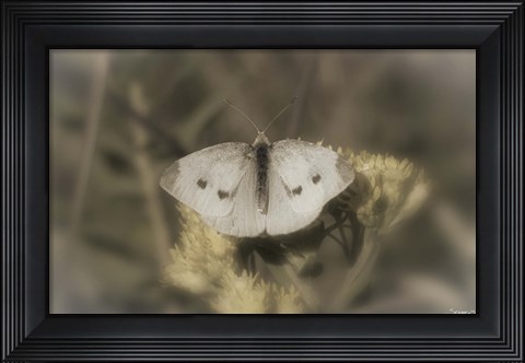 Framed White Moth On Yellow Flower Closeup Print