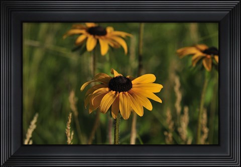 Framed Orange Bloom Print