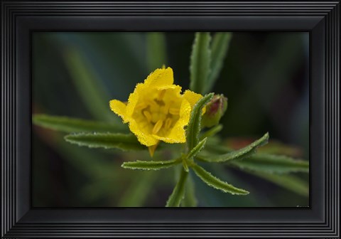 Framed Yellow Wildflower And Leaves Print