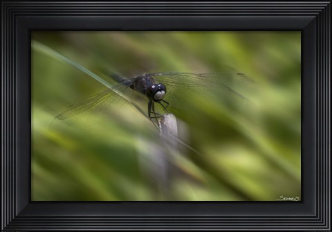 Framed Natural Motif VI Print