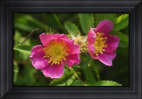 Framed Shades Of Nature Pink And Yellow Bloom Print