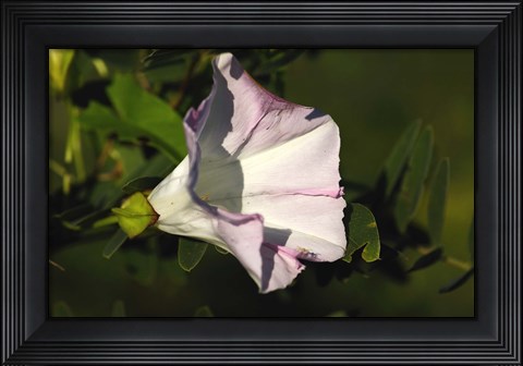 Framed Shades Of Nature Lilac Flower on Green Print