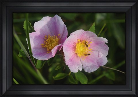 Framed Shades Of Nature Pink And White Bloom Print