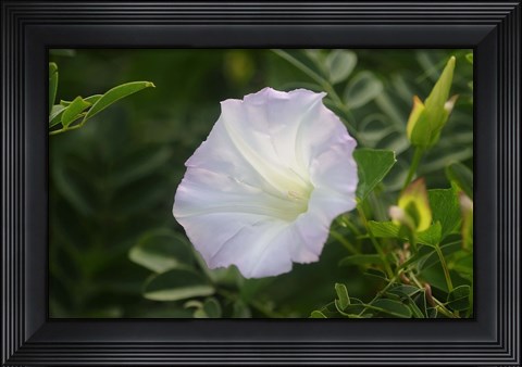 Framed Shades Of Nature White Bloom II Print