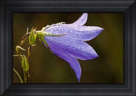 Framed Purple Wildflower And Dew Print