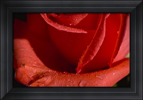 Framed Rose Red I Print