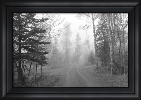 Framed Path Through Woods Black And White Print
