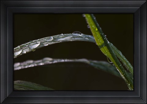 Framed Blades Of Grass After Rain Print