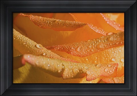Framed Rose Orange Petals And Raindrops Print