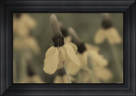 Framed White Flower In Field Closeup I Print