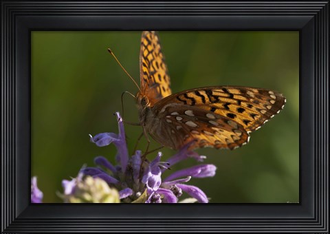 Framed Orang Butterfly On Purple Wildflower Print