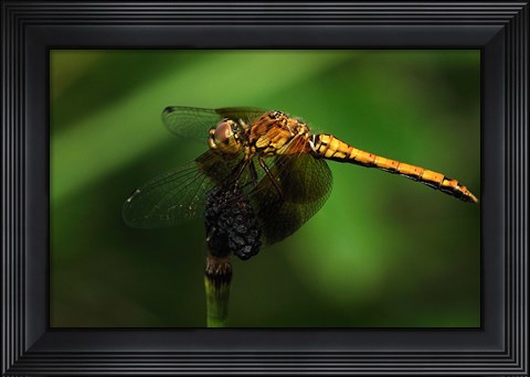 Framed Orange Dragonfly On Stem Print