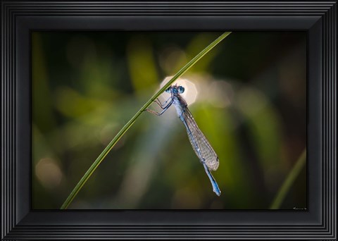 Framed Turquoise Dragonfly On Blade Print