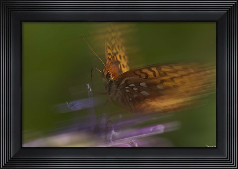 Framed Natural Motif VIII Print