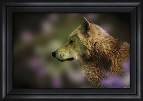 Framed Wolf Watching Orange Butterfly Print