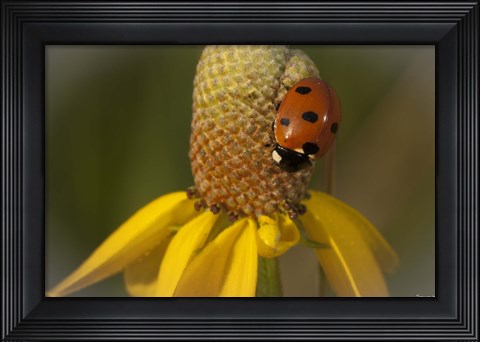 Framed Ladybug On Yellow Flower Print
