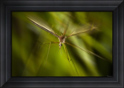 Framed Natural Motif X Print