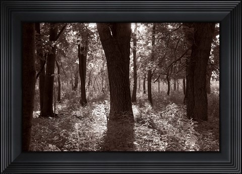 Framed Woods And Sunlight III Print