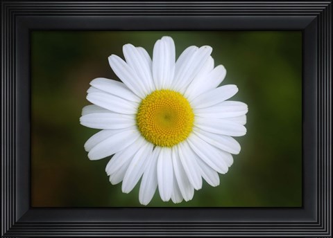 Framed Shades Of Nature White Daisy Print