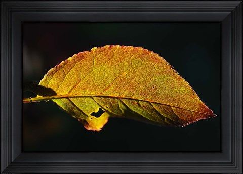 Framed Shades Of Nature Leaf Print