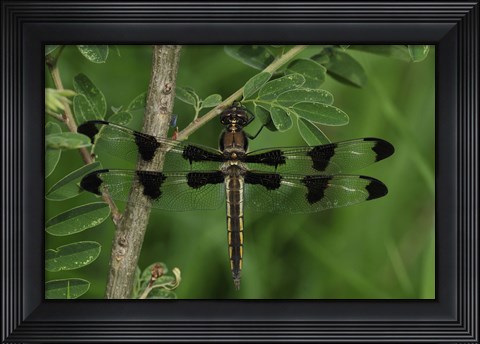 Framed Brown Dragonfly With Black Spotted Wings Print