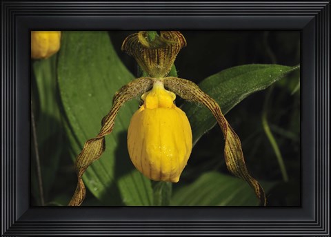 Framed Yellow Flower And Wide Leaves Print