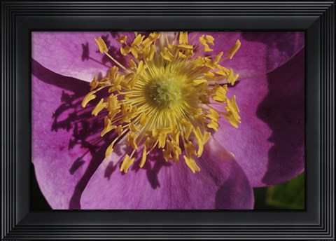 Framed Purple Flower With Yellow Stamen Print