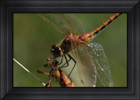 Framed Red And Orange Dragonfly Print