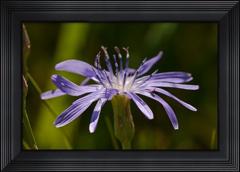 Framed Purple Floral Bloom Closeup Print