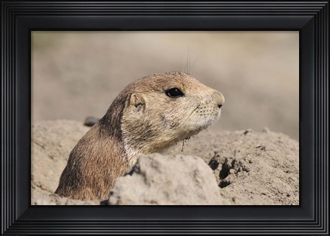 Framed Hidden Critter In The Rock Print