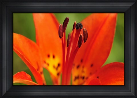 Framed Red Lily Closeup Print