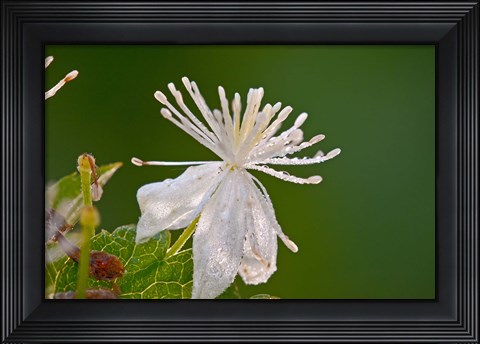 Framed White Flower And Dew Print