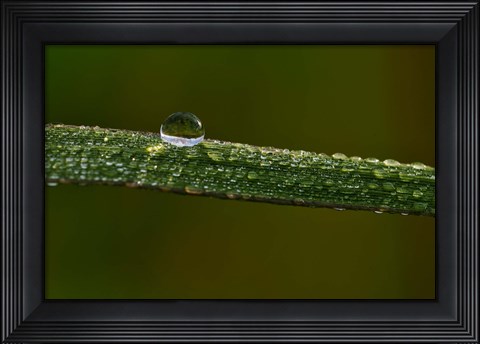 Framed Dew On Blade Of Greenery Print