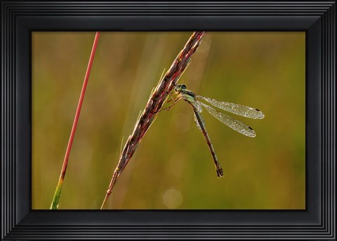 Framed Green Dragonfly On Red Stem Print