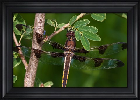 Framed Dragonfly And Tiny Leaves Print