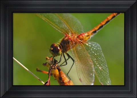 Framed Red Dragonfly Perched Print